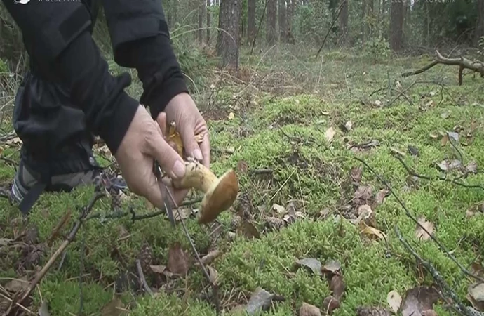 Na grzyby! Najlepiej - na Warmię i na Mazury